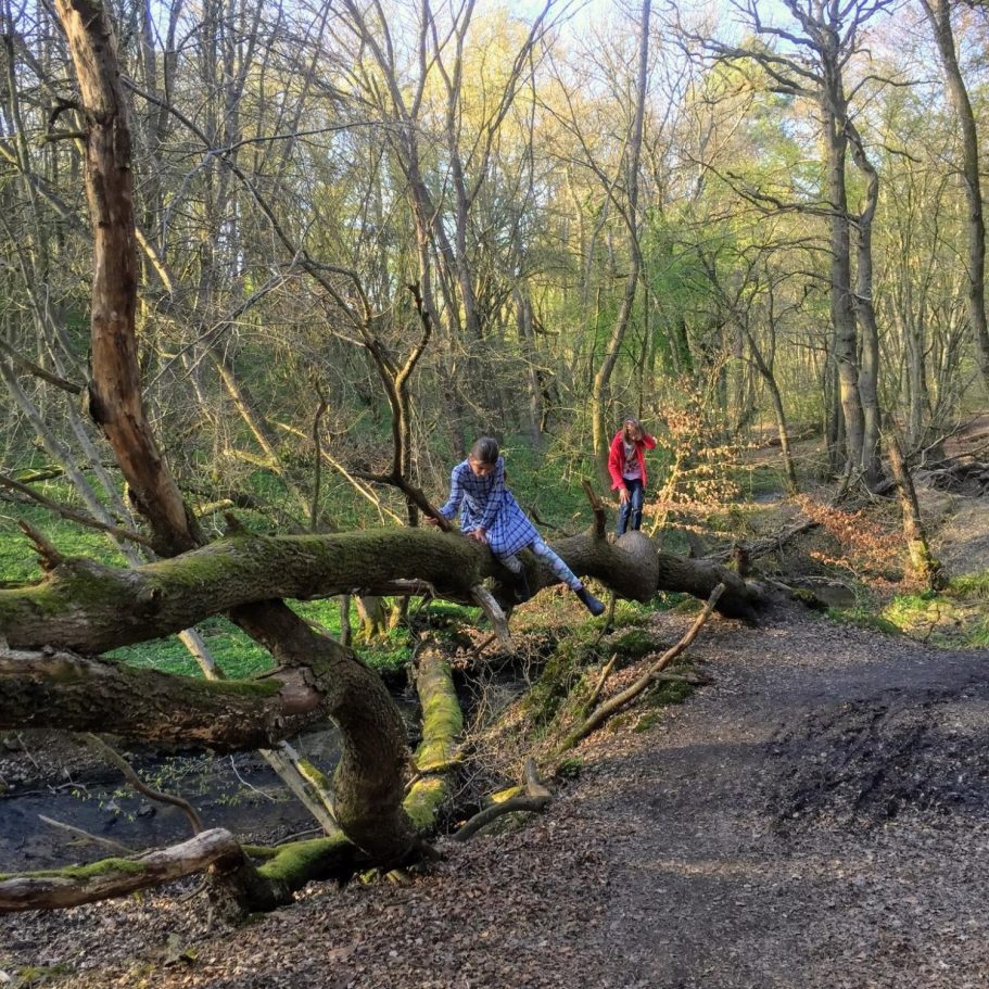 Zwei Kinder balancieren auf umgestürzten Bäumen in einem Wald.